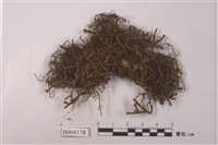 藏品(厚角鞭蘚)的圖片